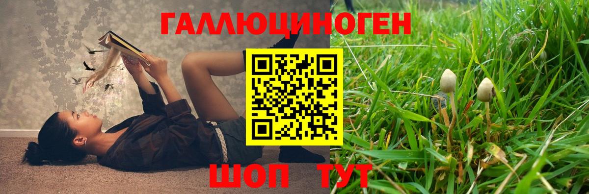 Королёв  Псилоцибиновые грибы Psilocybine cubensis  Вход с VPN  Псилоцибиновые грибы GOLDEN TEACHER 
